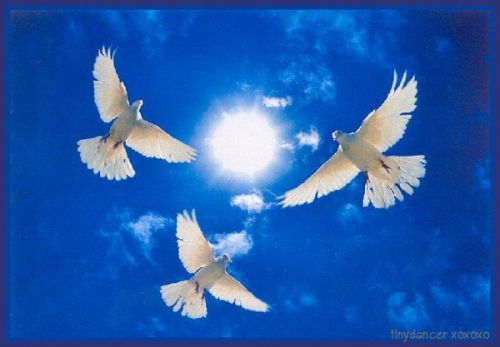 42512984_PeaceDoves